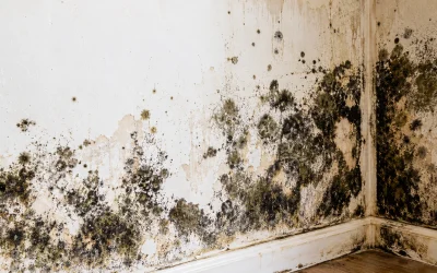 Mould Removal